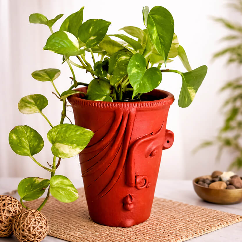 Female Face Planter